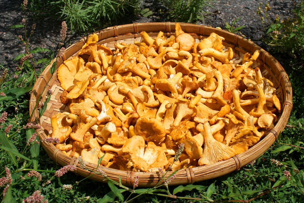 Chanterelle Girolle